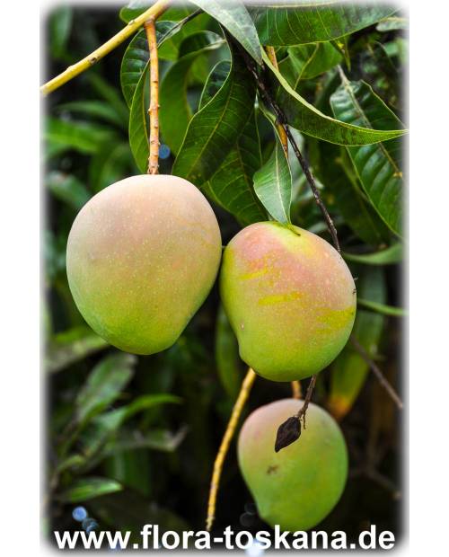 Mangifera indica - Mango (Pflanze), Mangobaum