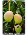 Mangifera indica - Mango (Pflanze), Mangobaum