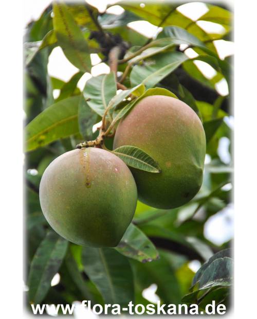 Mangifera indica - Mango (Pflanze), Mangobaum