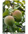 Mangifera indica - Mango (Pflanze), Mangobaum