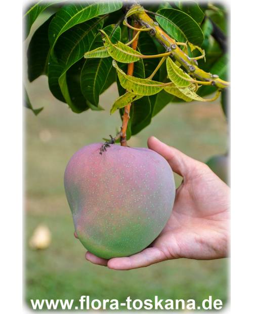 Mangifera indica - Mango (Pflanze), Mangobaum