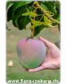 Mangifera indica - Mango (Pflanze), Mangobaum