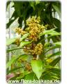 Mangifera indica - Mango (Pflanze), Mangobaum