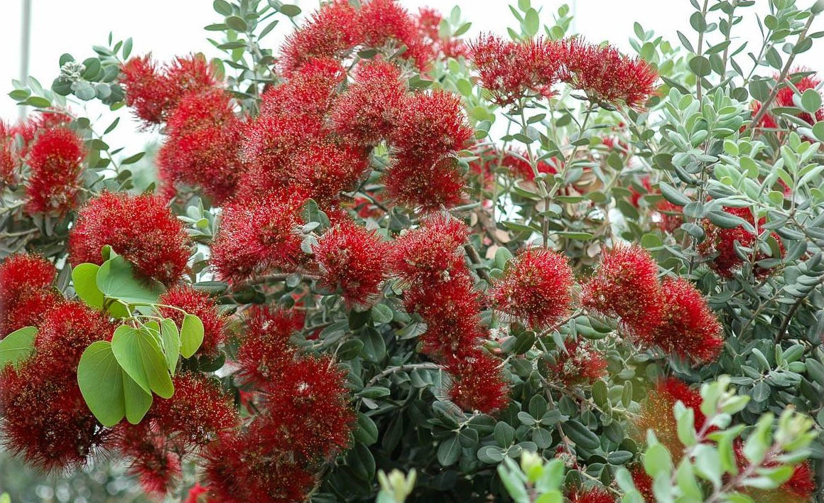 Metrosideros excelsa XXL New Zealand Christmas Bush, Pohutukawa