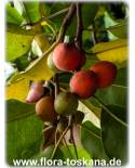 Mimusops elengi - Spanische Kirsche, Bakul-Baum