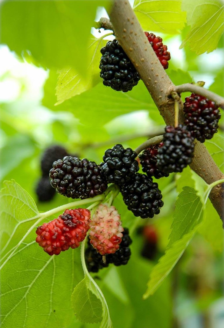 Morus nigra XXL - Black Mulberry | FLORA TOSKANA
