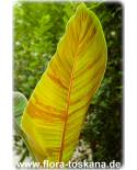 Musa sikkimensis - Sikkim Banana