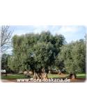 Olea europaea - Olive Tree