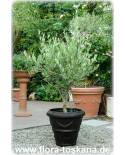 Olea europaea - Olive (Pflanze), Olivenbaum, Echter Ölbaum