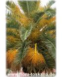 Phoenix canariensis - Canarian Date Palm