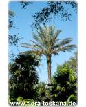 Phoenix dactylifera - Date Palm