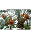 Phoenix dactylifera - Echte Dattel-Palme, Dattel (Pflanze)