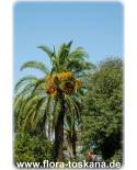 Phoenix dactylifera - Date Palm