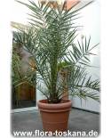Phoenix dactylifera - Echte Dattel-Palme, Dattel (Pflanze)