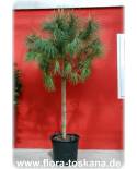 Pinus pinea - Pinie, Schirm-Pinie, Mittelmeer-Kiefer, Italienische Steinkiefer