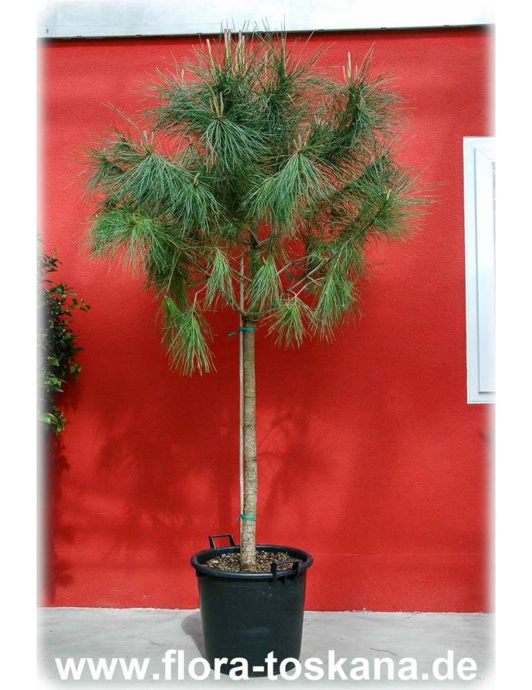 Pinie Pinus pinea Pflanze 5-10cm Steinkiefer Schirm-Kiefer Mittelmeer-Kiefer 