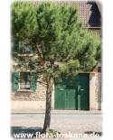 Pinus pinea - Italian Stone Pine, Umbrella Pine