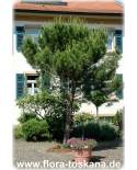 Pinus pinea - Pinie, Schirm-Pinie, Mittelmeer-Kiefer, Italienische Steinkiefer