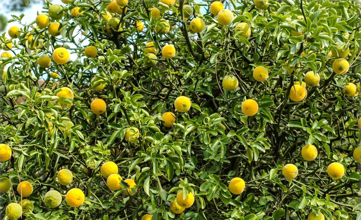 Dreiblättrige | XXL (Citrus) trifoliata Poncirus FLORA Orange, TOSKANA Bitterorange -