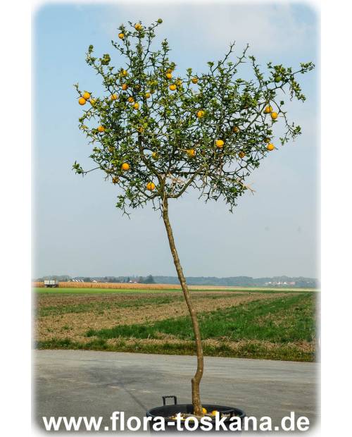 - trifoliata Poncirus (Citrus) FLORA TOSKANA Dreiblättrige Bitterorange XXL Orange, |