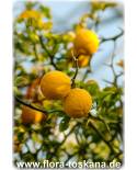 Poncirus Bitterorange Orange, TOSKANA trifoliata - | XXL Dreiblättrige FLORA (Citrus)