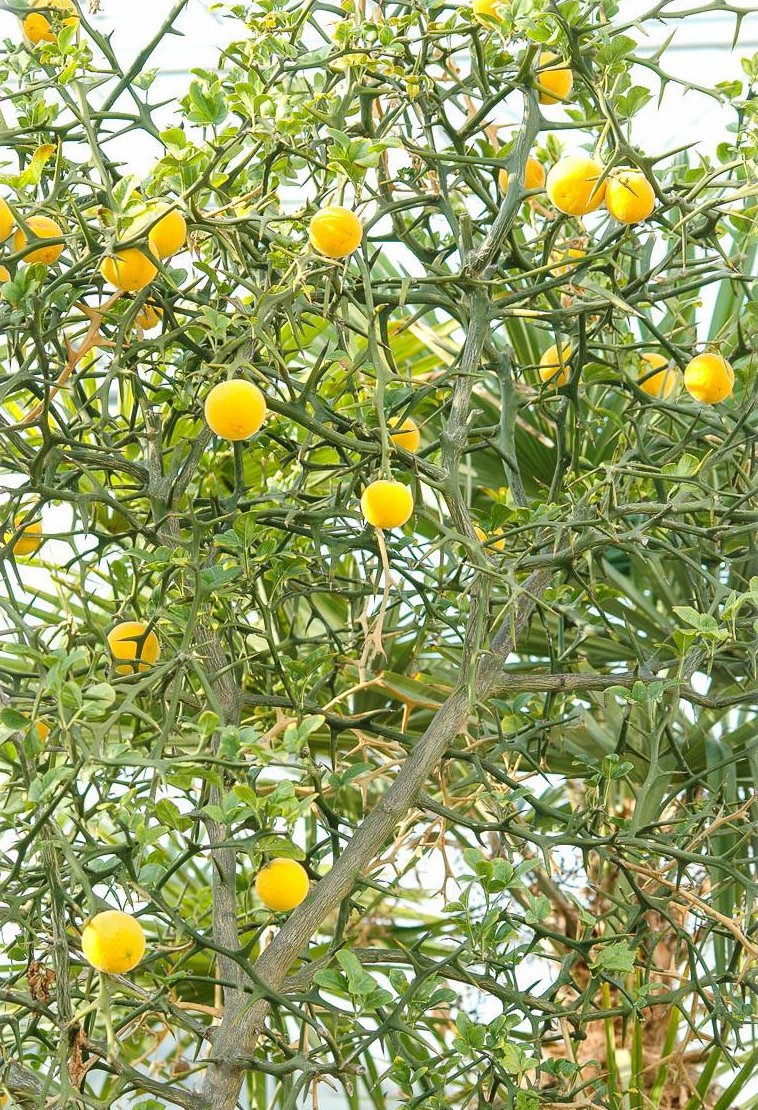 Poncirus trifoliata (Citrus) XXL | - Dreiblättrige TOSKANA Bitterorange FLORA Orange