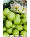 Psidium guajava - Echte Guave