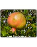 Punica granatum Stämmchen - Pomegranate
