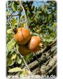Punica granatum Stämmchen - Granatapfel (Pflanze)