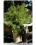 Punica granatum - Granatapfel (Pflanze)