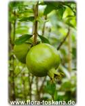 Punica granatum Fruchtsorten - Pomegranate