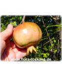 Punica granatum Fruchtsorten - Granatapfel (Pflanze)