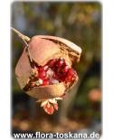 Punica granatum Fruchtsorten - Granatapfel (Pflanze)