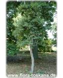 Quercus suber - Cork Oak