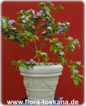 Brunfelsia pauciflora - Purpurne Brunfelsie, Yesterday-Today-Tomorrow
