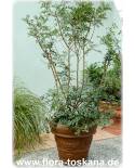 Schinus terebinthifolius - Brasilianischer Pfefferbaum