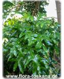 Stenocarpus sinuatus - Feuerradbaum