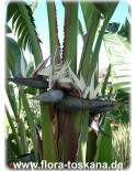 Strelitzia nicolai - Giant Bird of Paradise