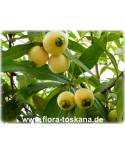 Syzygium jambos - Rose Apple, Malabar Plum