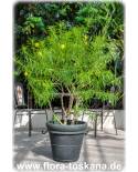 Thevetia peruviana, Cascabela thevetia - Tropical Oleander, Bestill Tree