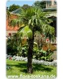 Trachycarpus fortunei - Chusan Palm