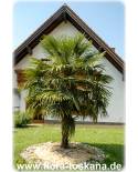 Trachycarpus fortunei - Chusan Palm