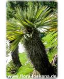 Trithrinax campestris - Blue Caranday Palm