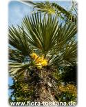 Trithrinax campestris - Blue Caranday Palm
