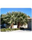 Washingtonia filifera - Californian Fan Palm, Desert Fan Palm 