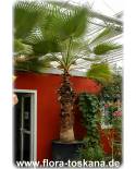 Washingtonia robusta - Mexican Fan Palm, Skyduster Palm