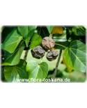 Thespesia populnea - Portia Baum, Küsten-Hibiskus