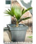 Trithrinax brasiliensis - Caranday Palm