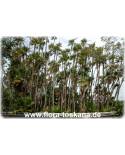 Acoelorraphe wrightii - Everglades Palme