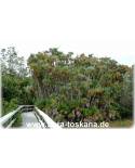 Acoelorraphe wrightii - Everglades Palme